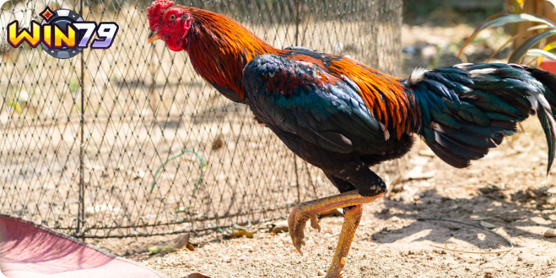 Thủ thuật xem tướng gà đá cực chuẩn qua tướng chân